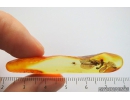 Extremely Rare Green Lacewing Chrysopidae with Exuvia and metamorphozis wings! Fossil insect in Baltic amber #10107