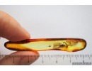 Extremely Rare Green Lacewing Chrysopidae with Exuvia and metamorphozis wings! Fossil insect in Baltic amber #10107