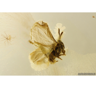 Rare Twisted-Winged Stylopid Strepsiptera. First example in Ukrainian Rovno amber! #10108R