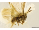Rare Twisted-Winged Stylopid Strepsiptera. First example in Ukrainian Rovno amber! #10108R