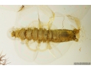 Rare Twisted-Winged Stylopid Strepsiptera. First example in Ukrainian Rovno amber! #10108R