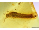 Millipede Diplopoda. Fossil inclusion in Genuine Baltic amber #10109