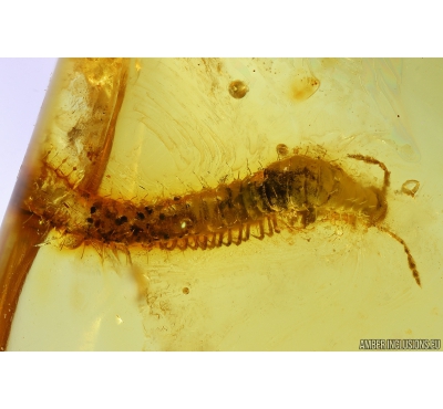 Millipede Diplopoda. Fossil inclusion in Genuine Baltic amber #10109