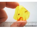 Millipede Diplopoda. Fossil inclusion in Genuine Baltic amber #10109