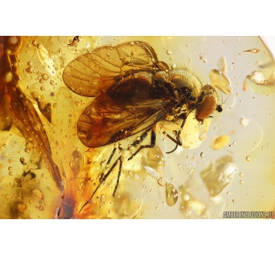 Nice Snipe Fly, Rhagionidae. Fossil insect in Baltic amber #10110