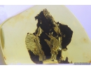 Nice, Big 20mm! Wood fragment. Fossil inclusion in Ukrainian Rovno amber #10112R