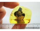 Nice, Big 20mm! Wood fragment. Fossil inclusion in Ukrainian Rovno amber #10112R