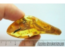 Big 19mm Bristletails Machilidae and Spider Araneae Fossil inclusions Ukrainian Rovno amber #10114R