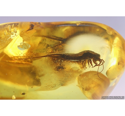 Big 19mm Bristletails Machilidae and Spider Araneae Fossil inclusions Ukrainian Rovno amber #10114R