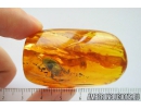 Big 19 mm! Cockroach Blattaria Fossil insect in Baltic amber #10115