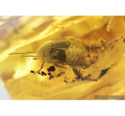 Big 19 mm! Cockroach Blattaria Fossil insect in Baltic amber #10115