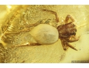 Jumping Spider Salticidae Fossil inclusion in Ukrainian Rovno amber #10116R