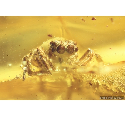 Jumping Spider Salticidae Fossil inclusion in Ukrainian Rovno amber #10116R
