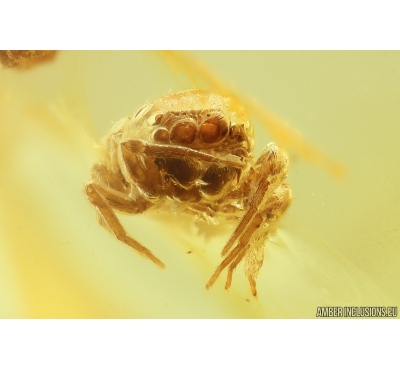 Jumping Spider Salticidae Fossil inclusion in Ukrainian Rovno amber #10117R