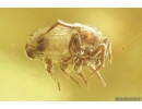 Jumping Spider Salticidae Fossil inclusion in Ukrainian Rovno amber #10117R