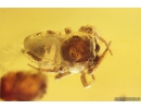 Jumping Spider Salticidae Fossil inclusion in Ukrainian Rovno amber #10117R