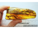 22mm Mayfly Ephemeroptera Fossil insect in big 73g Ukrainian Rovno amber stone #10118R