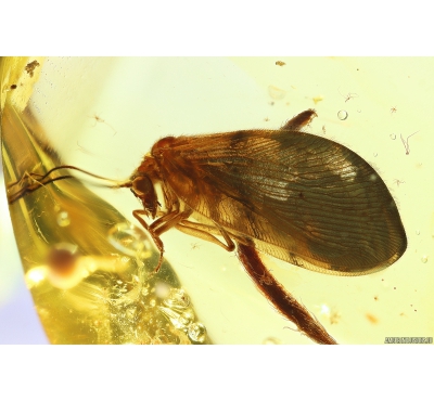 Rare Lacewing Hemerobiidae Proneuronema new spec. and Leafs. Fossil inclusions in Ukrainian Rovno amber #10121R