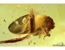 Rare Lacewing Hemerobiidae Proneuronema new spec. and Leafs. Fossil inclusions in Ukrainian Rovno amber #10121R