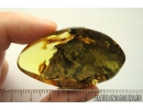Nice, Big 48mm! Wood/Plant fragment. Fossil inclusion in Ukrainian Rovno amber #10125R
