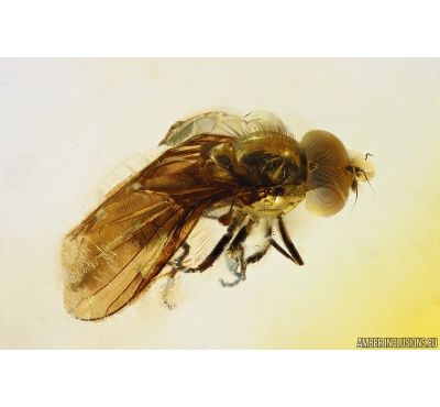Very Nice Hover Fly Syrphidae. Fossil insect in Ukrainian Rovno amber #10128R