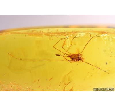 Harvestman Opiliones. Fossil inclusion in Baltic amber #10131