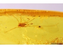 Harvestman Opiliones. Fossil inclusion in Baltic amber #10131