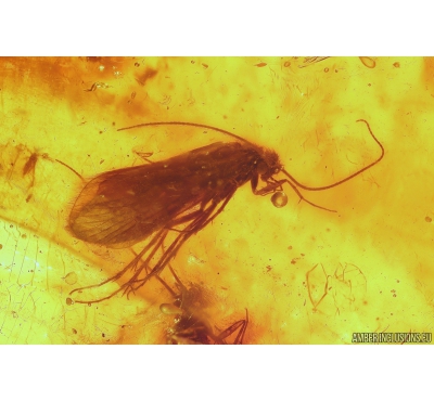 3 Caddisflies Trichoptera. Fossil insects in beautiful Baltic amber stone #10132