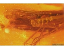 3 Caddisflies Trichoptera. Fossil insects in beautiful Baltic amber stone #10132