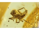 Nice Jumping Spider Salticidae and Plants Fossil inclusions in Baltic amber #10133