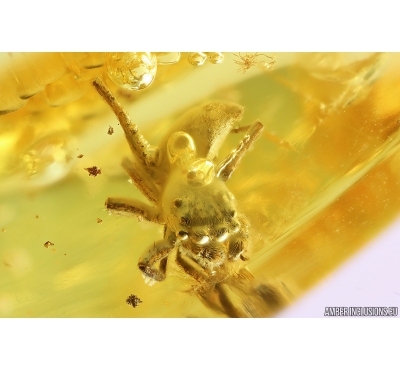 Nice Jumping Spider Salticidae and Plants Fossil inclusions in Baltic amber #10133