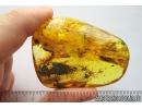 Spider Araneae Fossil inclusion in Big 36g Ukrainian Rovno amber stone #10134R