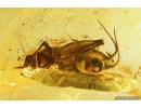 Nice Cricket Orthoptera. Fossil insect in Big 48g Ukrainian Rovno amber stone#10135R
