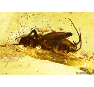 Nice Cricket Orthoptera. Fossil insect in Big 48g Ukrainian Rovno amber stone#10135R