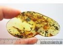  False Scorpion Pseudoscorpion and More. Fossil inclusions in Ukrainian Rovno amber #10136R
