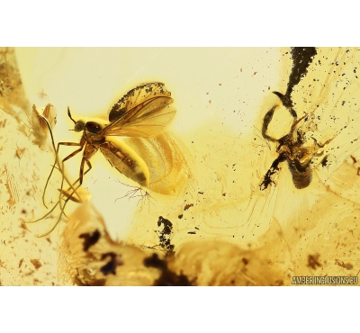  False Scorpion Pseudoscorpion and More. Fossil inclusions in Ukrainian Rovno amber #10136R