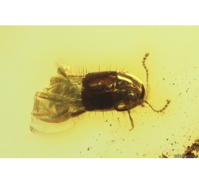 Very nice Rove beetle Staphylinidae Tachyporinae. Fossil insect in Baltic amber #10142
