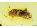 Very nice Rove beetle Staphylinidae Tachyporinae. Fossil insect in Baltic amber #10142