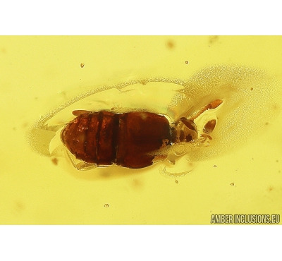 Rove beetle Staphylinidae Pselaphinae and Springtail Collembola. Fossil inclusions in Baltic amber #10146