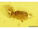 Rove beetle Staphylinidae Pselaphinae and Springtail Collembola. Fossil inclusions in Baltic amber #10146