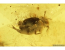 Rove beetle Staphylinidae Pselaphinae and Springtail Collembola. Fossil inclusions in Baltic amber #10146