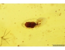 Rove beetle Staphylinidae Pselaphinae and Springtail Collembola. Fossil inclusions in Baltic amber #10146