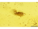 Rove beetle Staphylinidae Pselaphinae and Springtail Collembola. Fossil inclusions in Baltic amber #10146