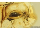 Ant-Like Stone Beetle Staphylinidae Scydmaeninae and More. Fossil inclusions Ukrainian Rovno amber #10148R