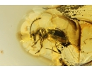 Ant-Like Stone Beetle Staphylinidae Scydmaeninae and More. Fossil inclusions Ukrainian Rovno amber #10148R