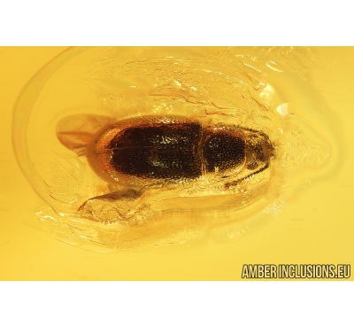 Rare Silken fungus beetle Cryptophagidae Atomaria Anchicera perkovskyi spec. nov. Fossil insect in Ukrainian Rovno amber stone #10149R