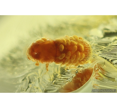 Nice Bark Beetle Curculionidae Scolytinae with many Mites Acari! Fossil insects in Ukrainian Rovno amber #10151R
