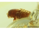Nice Bark Beetle Curculionidae Scolytinae with many Mites Acari! Fossil insects in Ukrainian Rovno amber #10151R
