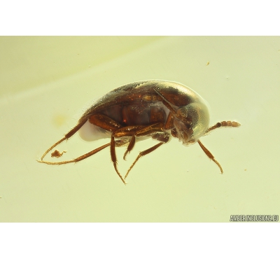 Rare Round fungus Beetle Leiodidae Cholevinae. Fossil insect in Ukrainian Rovno amber #10152R