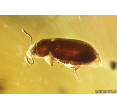 Hairy fungus beetle Mycetophagidae Crowsonium Succinium and Caddisfly Trichoptera. Fossil insects in Ukrainian Rovno amber #10156R